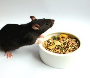 Ratmixinbowlwithrat 300x260